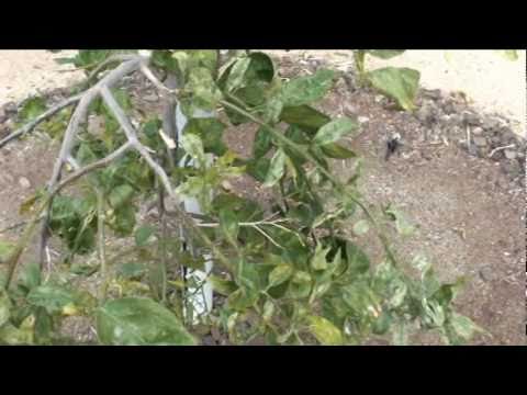how to fertilize citrus trees in arizona