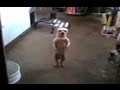 Dancing Salsa Dog