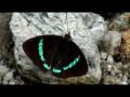 Maquipucuna Butterflies part 2