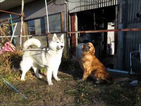 siberian husky