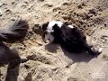 Beardies on the Beach