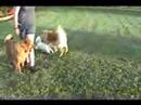 Ashely Bentley and the other puppies