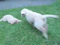 Simon and Kayti