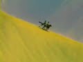 Malazgirt Meydan Muharebesi 2 Malazgirt Meydan Muharebesi 2