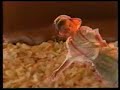 Comercial de Kranky (Enzo Fortuny Rap) 90s Mexico