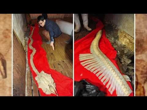 REAL GIANT DRAGON BONES DISCOVERED!!