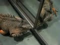 Herbie the Iguana Herbie the Iguana