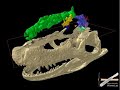 WitmerLab: Majungasaurus - Slice, Dice.... Thrice! WitmerLab: Majungasaurus - Slice, Dice.... Thrice!