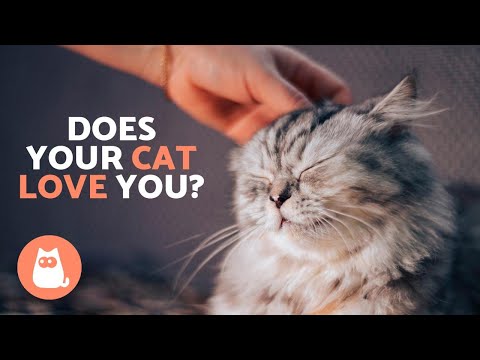 If YOUR CAT Does This, It Means They Will LOVE ... - YouTube