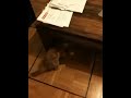 My two kitties playing together