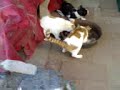 Catz gone wild
