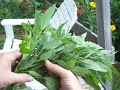 Nancy Today: Preparing a lambs quarters salad from the weeds in the gardens