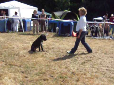 dogue allemand
