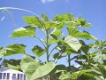 how does your garden grow 8 how does your garden grow 8