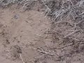 Divide Creek Seep 2004 - Short clip vent and biofilm