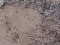 videos de Divide Creek Seep 2004 - Short clip vent and biofilm