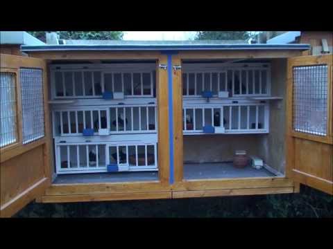 roller pigeons - Birds flying and new breeding Kit box that I built and put up this week,