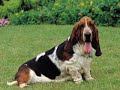 Basset Hounds Puppies by Eduardo Durán Haedo Basset Hounds Puppies by Eduardo Durán Haedo