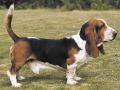Basset Hounds Puppies by Eduardo Durán Haedo