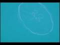 videos de Jellyfish swimming