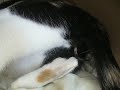 nachi pariendo 1 nachi pariendo 1
