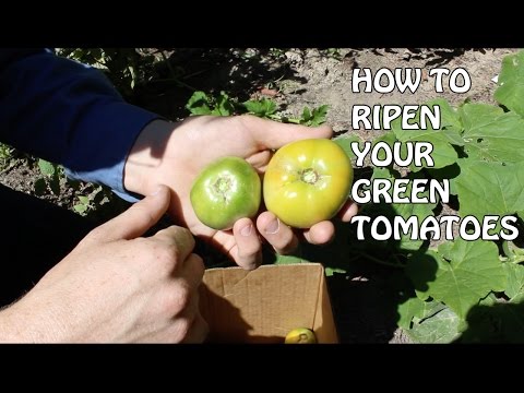 how to ripen green tomatoes off the vine