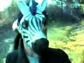 music video, band playing running around with animal masks