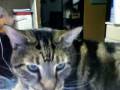 My cats are so cute