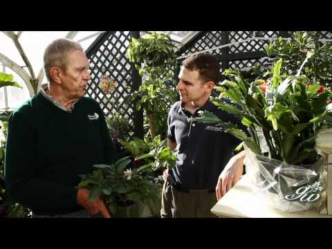 how to plant cyclamen