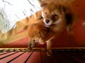 元気です。