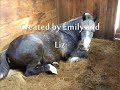 Mud Creek Stable T.V. Opening Mud Creek Stable T.V. Opening