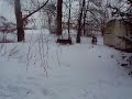 siberian husky kämpfe total normal