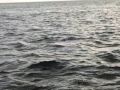 Dolphin sighting