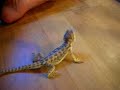 pogona et criquets