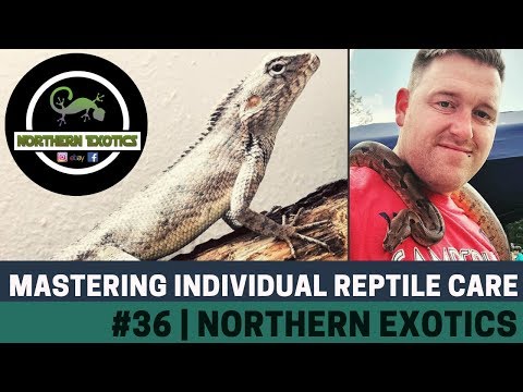 YouTube reptile video