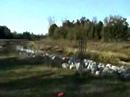 Disc Golf at Hobbit Park