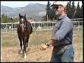 Horsemanship in Liberty 1