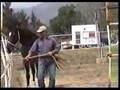 Horsemanship in Liberty 1