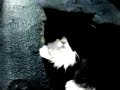 The Black Panther (Funny Catclip) The Black Panther (Funny Catclip)