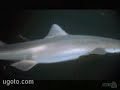 Shark Shark