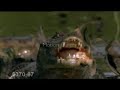 Timsah&Piranha