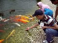 Koi Carp came out of the water just for getting food. Koi Carp came out of the water just for getting food.