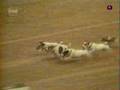 accident de chien