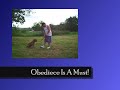 Pitbull Training Video ( Dogs )