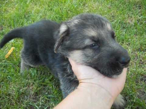 Eli at 4 weeks of age