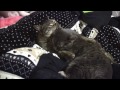 Click here to watch this video 琳太朗日記 いちゃいちゃ編