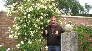 #126 Die dauerblühenden Ramblerrosen von David Austin Roses