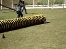 Pypo no Camp. Brasileiro de Agility