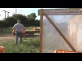 Clipping pheasants on the game farm