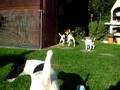 videos de Cuccioli Fox giocano con la mamma e la zia pt.6/6